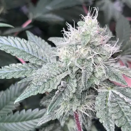 firts time in coco grow