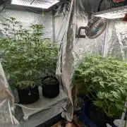 Legendary strains in coco