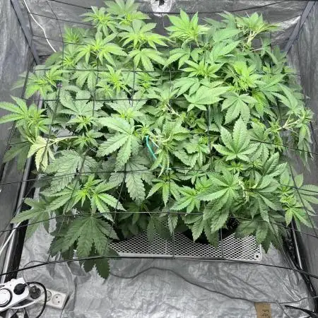 firts time in coco grow