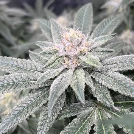 ethos/exotic/growers choice seeds