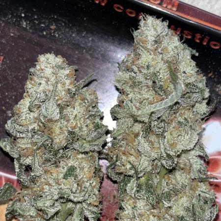 Pure instinto and cookies seed bank