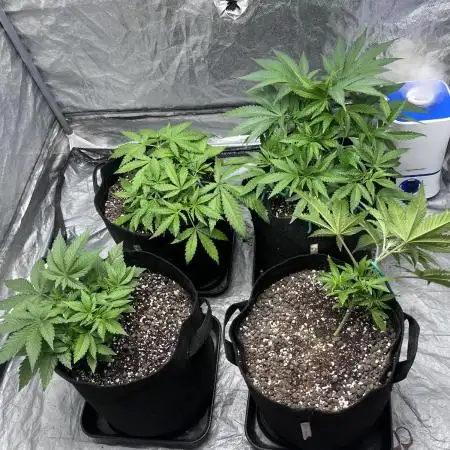 ethos/exotic/growers choice seeds