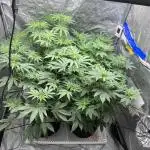 firts time in coco grow