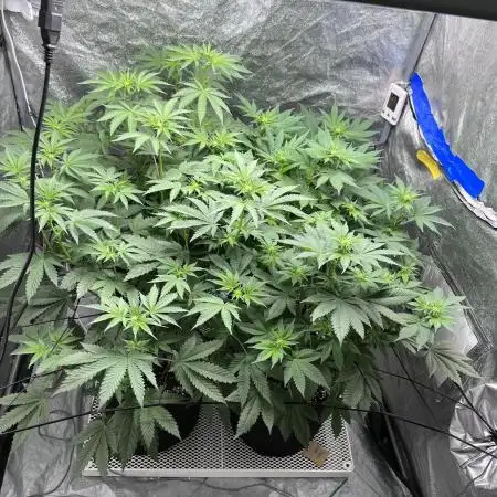 firts time in coco grow
