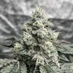 first time in coco grow