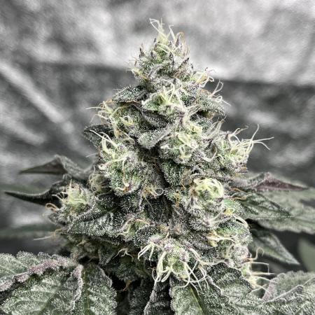 first time in coco grow