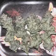 ethos/exotic/growers choice seeds