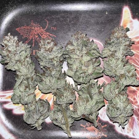 ethos/exotic/growers choice seeds