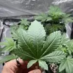 firts time in coco grow