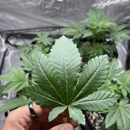 firts time in coco grow