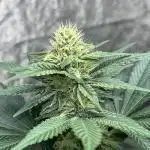 firts time in coco grow