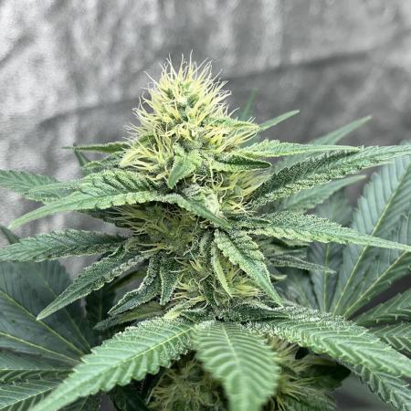 firts time in coco grow