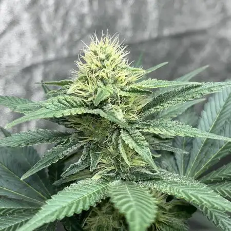 firts time in coco grow