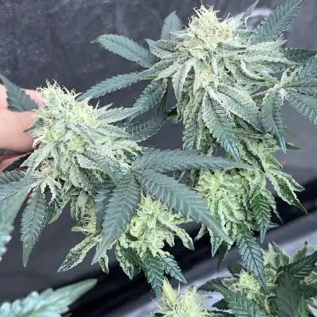Pure instinto and cookies seed bank