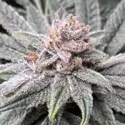 ethos/exotic/growers choice seeds
