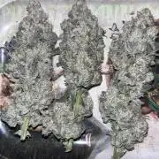 first time in coco grow