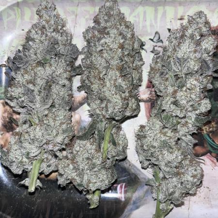 first time in coco grow