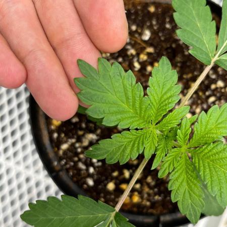 Legendary strains in coco