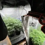 Legendary strains in coco