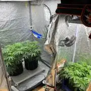 Legendary strains in coco