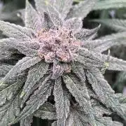 ethos/exotic/growers choice seeds
