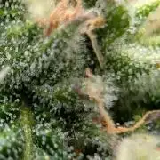 Legendary strains in coco