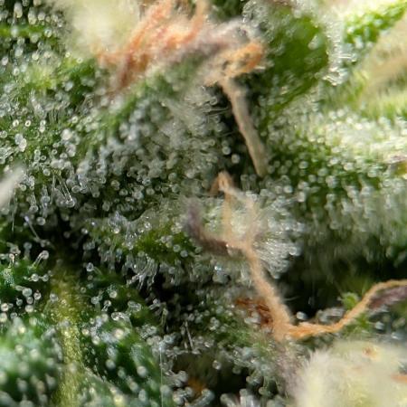 Legendary strains in coco