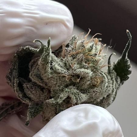 ethos/exotic/growers choice seeds