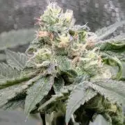 Legendary strains in coco