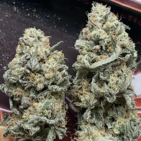Pure instinto and cookies seed bank