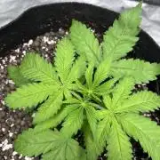 ethos/exotic/growers choice seeds