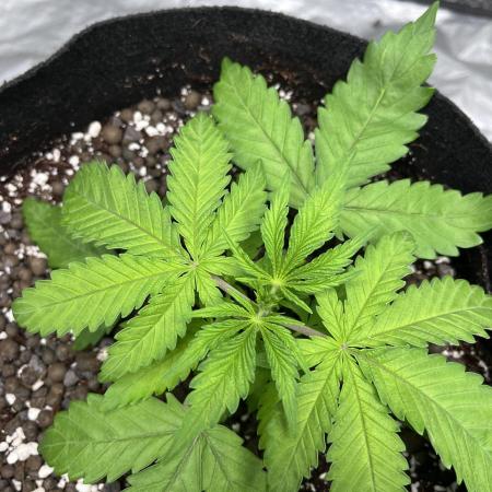 ethos/exotic/growers choice seeds