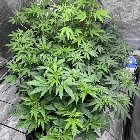 Pure instinto and cookies seed bank