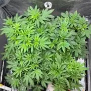 Legendary strains in coco