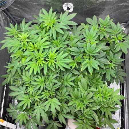 Legendary strains in coco