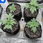 firts time in coco grow