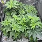 firts time in coco grow