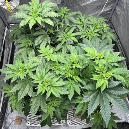 firts time in coco grow