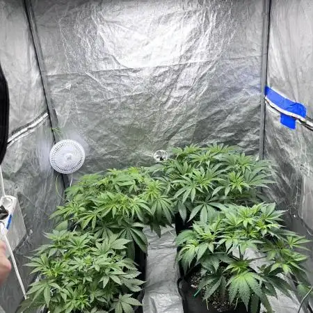 ethos/exotic/growers choice seeds