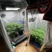Legendary strains in coco