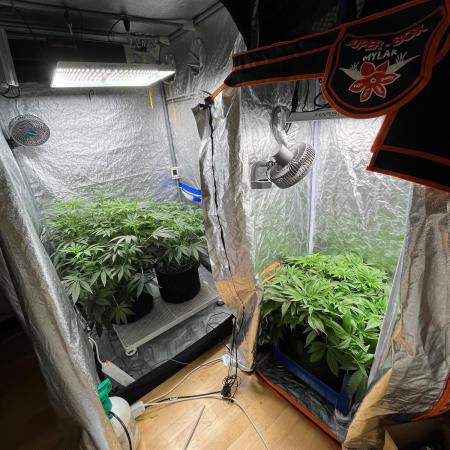 Legendary strains in coco