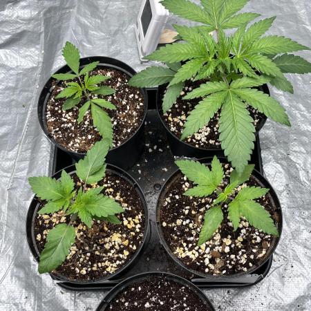 ethos/exotic/growers choice seeds