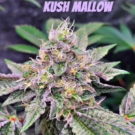 first time in coco grow