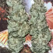 first time in coco grow