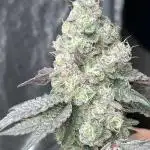 first time in coco grow