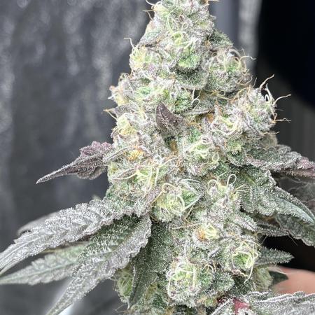 first time in coco grow