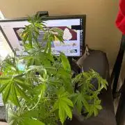 Cherry Gritz (TerpioGenetics)