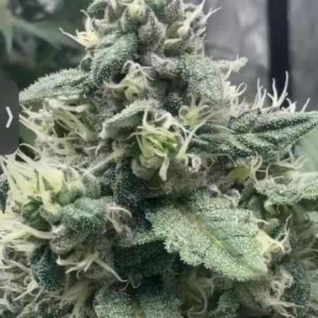 The GOOP *new strain