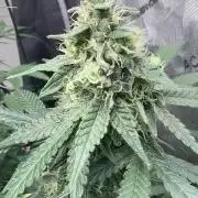 The GOOP *new strain