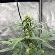 The GOOP *new strain